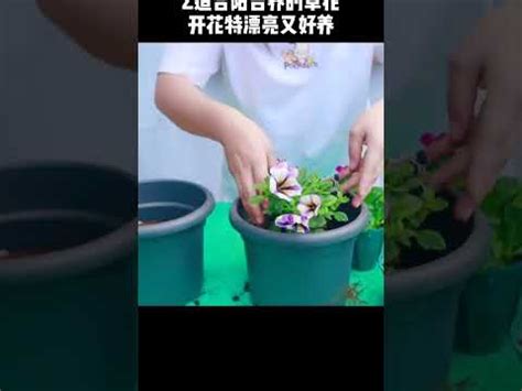 前陽台 招財植物|7月旺財！前陽台招財植物怎麼選